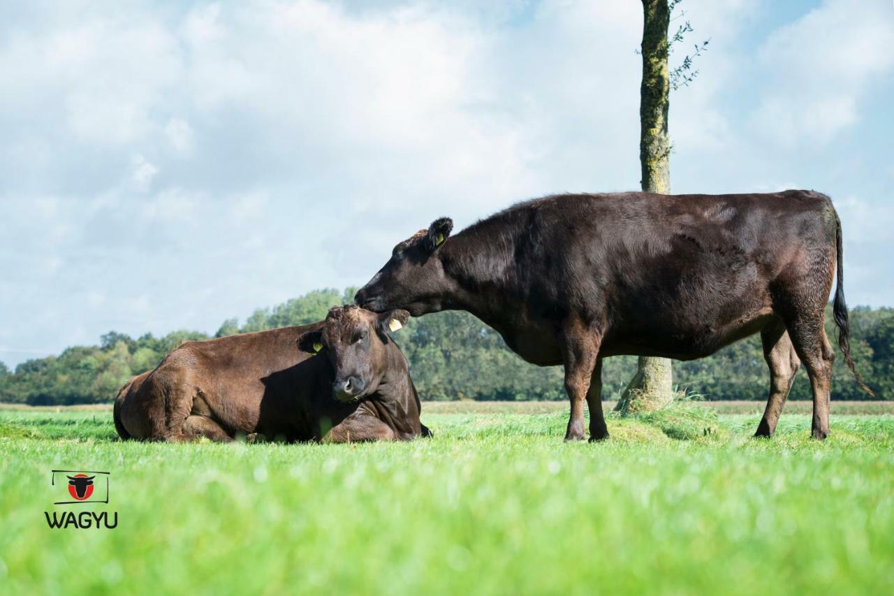 Ferienwohnungen Und Zimmer Hof Holtmann Munster  Zewnętrze zdjęcie